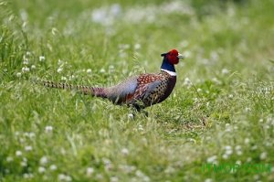 野鸡叫声诱捕mp3